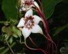 image of Strophanthus preussii