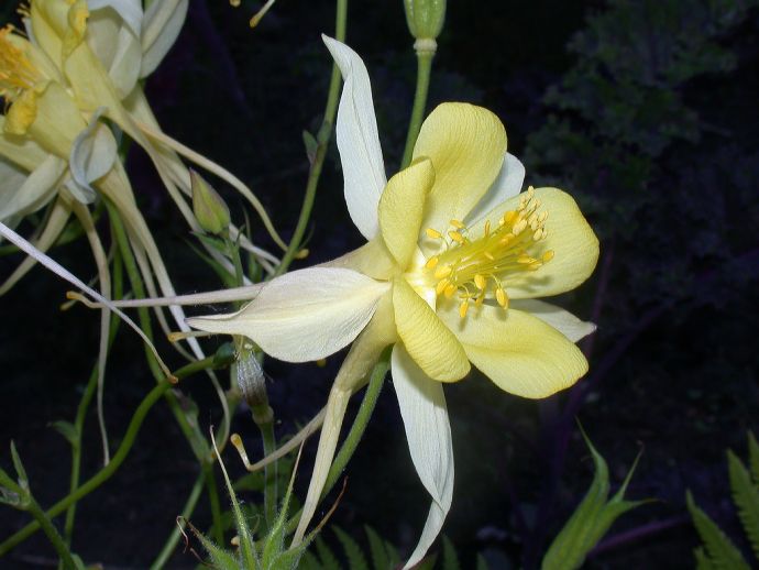Ranunculaceae Aquilegia 