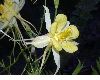 image of Aquilegia 