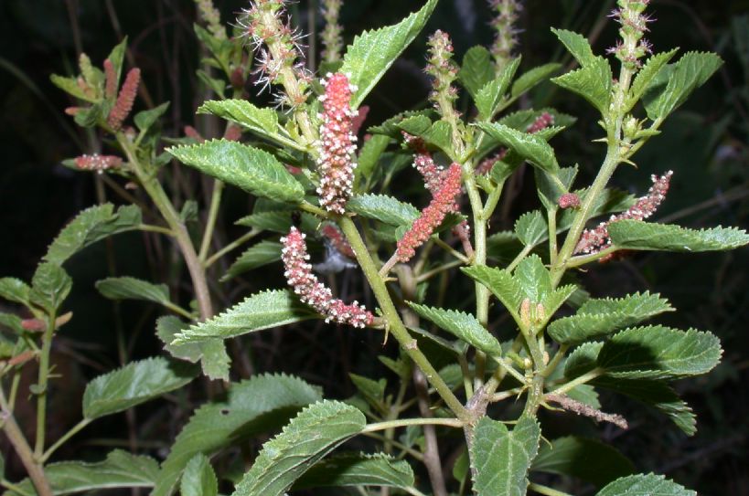 Euphorbiaceae Acalypha communis