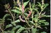 image of Acalypha communis