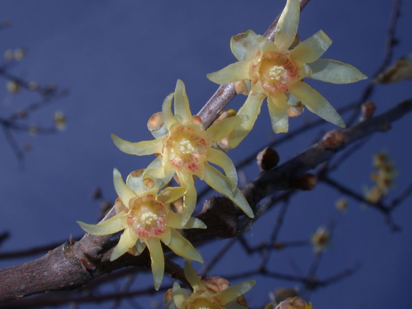 Calycanthaceae Chimonanthus praecox