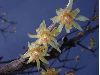 image of Chimonanthus praecox