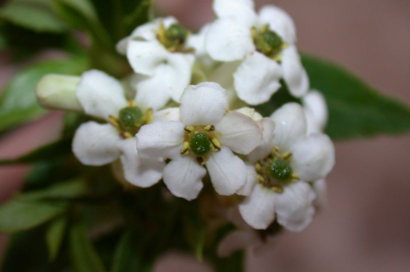 Escalloniaceae Escallonia cordobensis