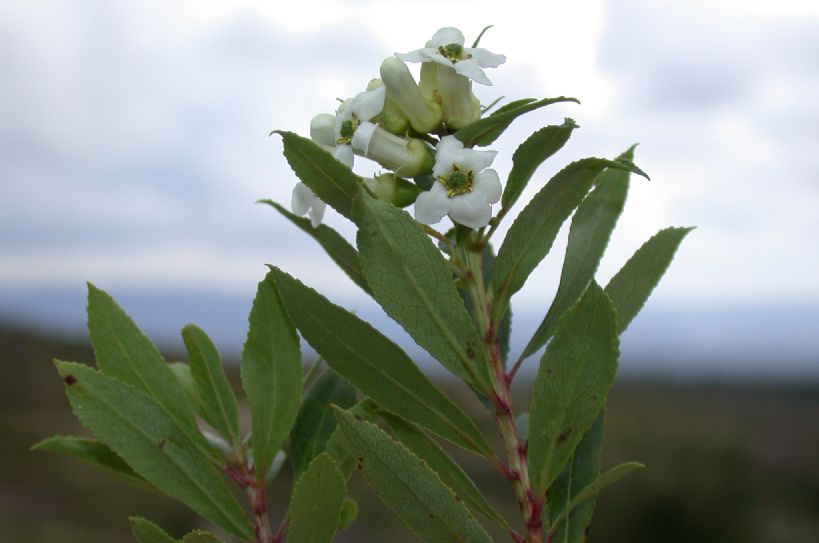 Escalloniaceae Escallonia cordobensis
