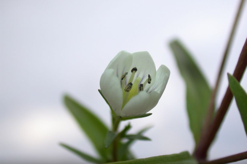 Gentianaceae Gentianella 