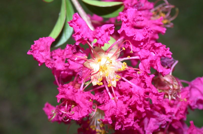 Lythraceae Lagerstroemia indica