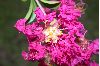 image of Lagerstroemia indica