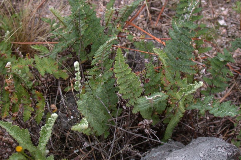 Pteridaceae Cheilanthes buchtienii