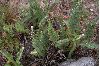 image of Cheilanthes buchtienii