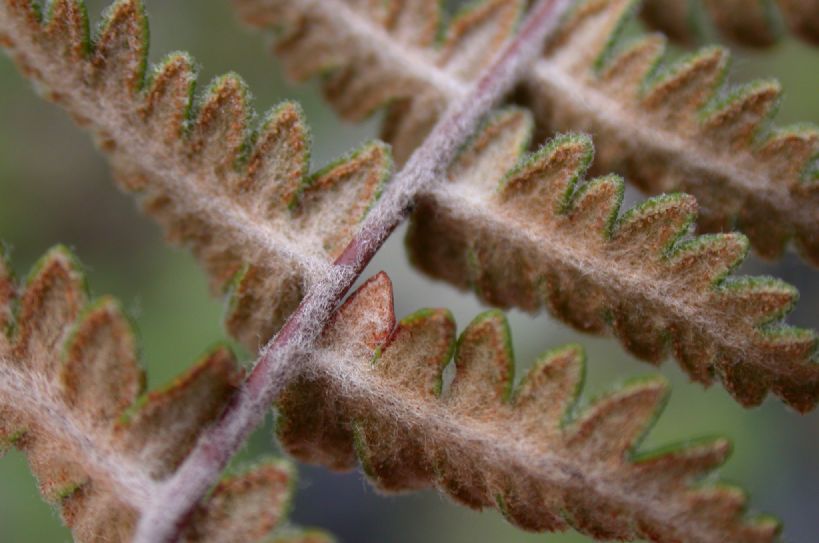 Pteridaceae Cheilanthes buchtienii