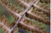 image of Cheilanthes buchtienii