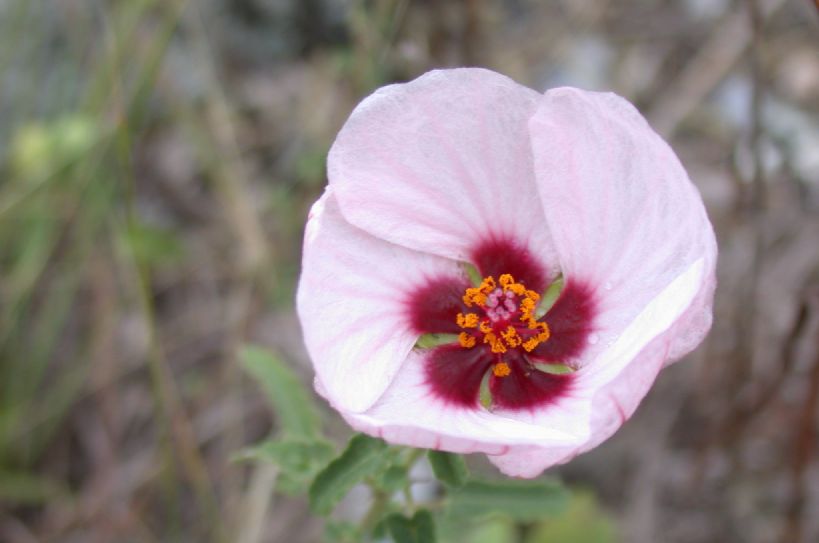 Malvaceae Pavonia aurigloba