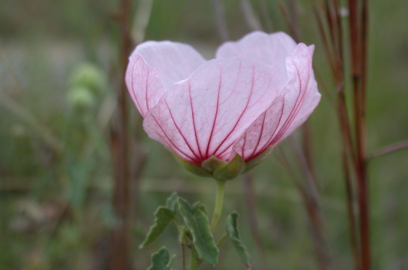 Malvaceae Pavonia aurigloba
