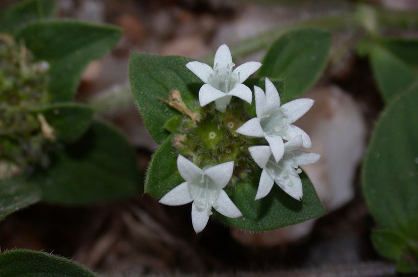 Rubiaceae Richardia 