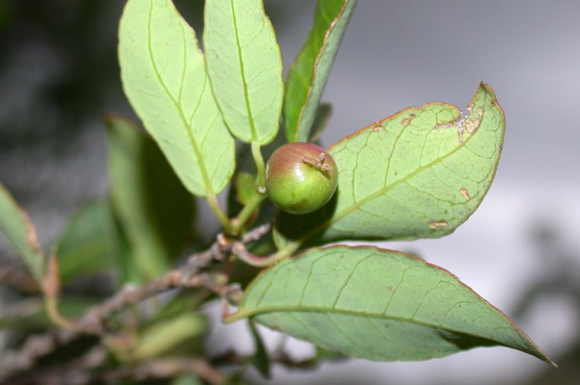 Euphorbiaceae Sebastiania klotzschiana