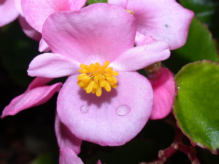 Begoniaceae Begonia 