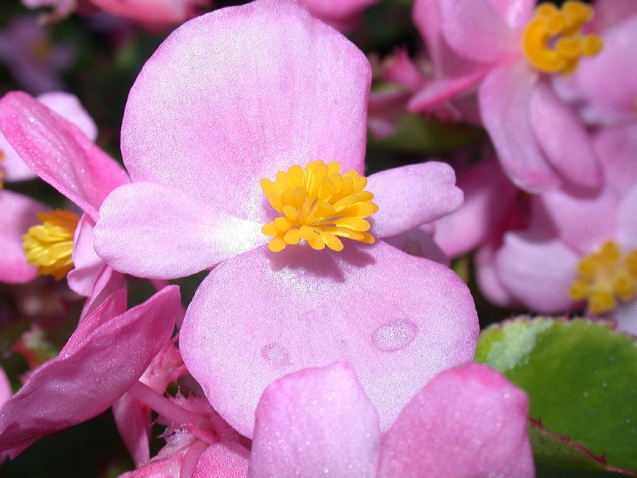Begoniaceae Begonia 