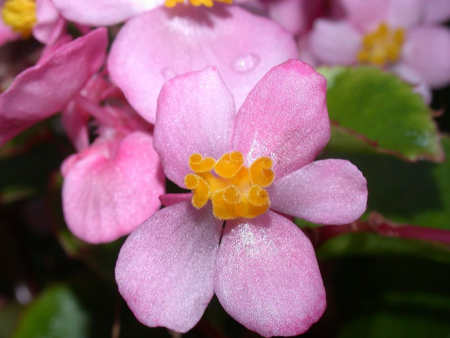 Begoniaceae Begonia 
