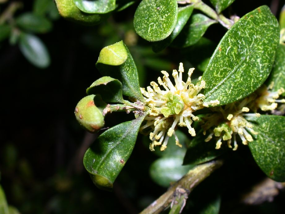 Buxaceae Buxus 