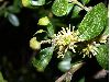 image of Buxus 