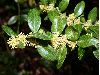 image of Buxus 