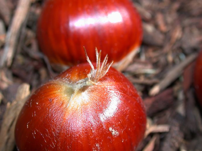 Fagaceae Castanea mollissima