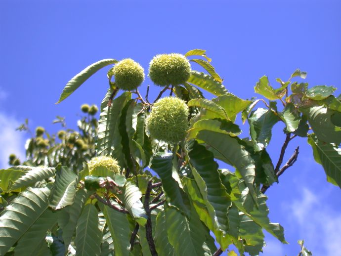 Fagaceae Castanea mollissima