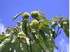 image of Castanea mollissima