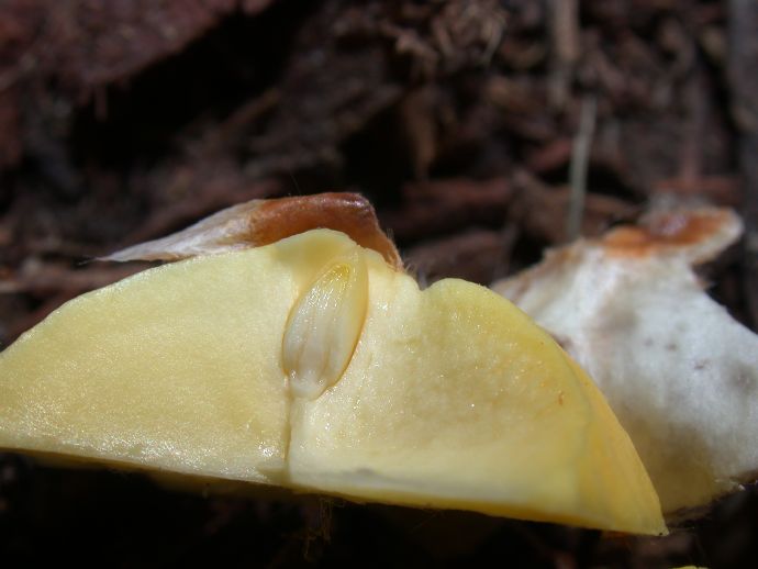 Fagaceae Castanea mollissima