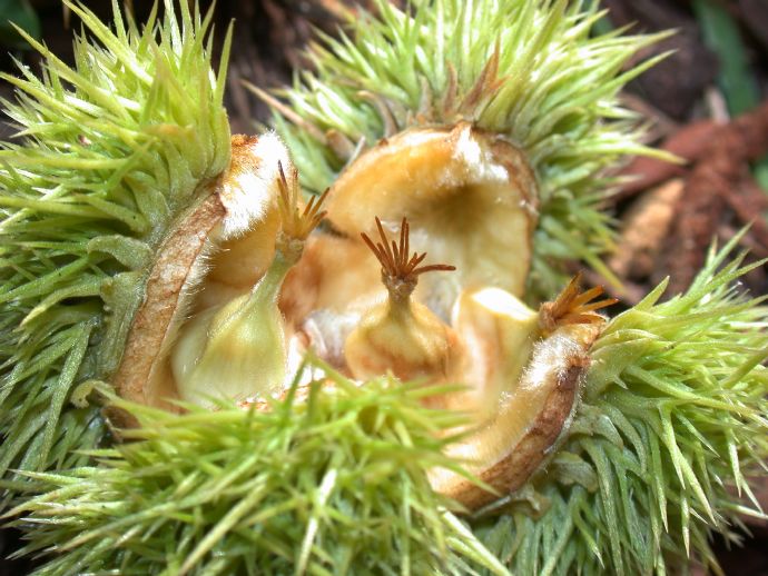 Fagaceae Castanea mollissima