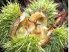 image of Castanea mollissima