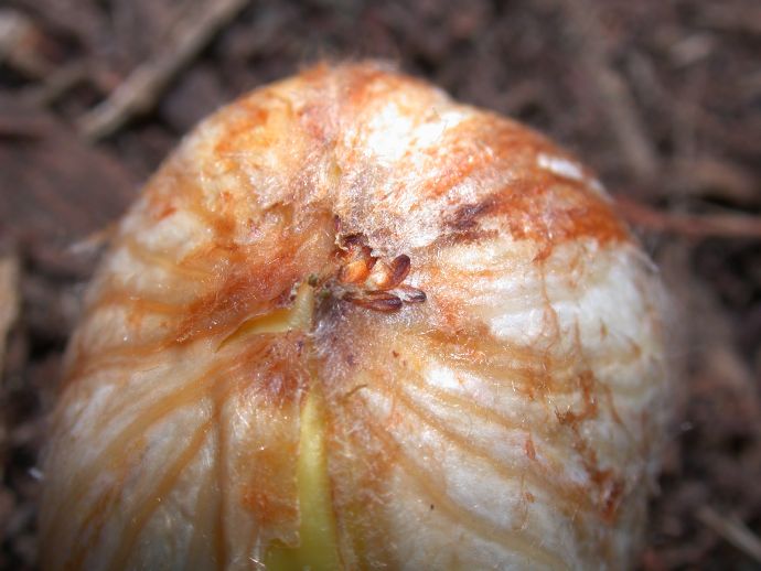 Fagaceae Castanea mollissima