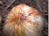 image of Castanea mollissima