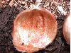 image of Castanea mollissima