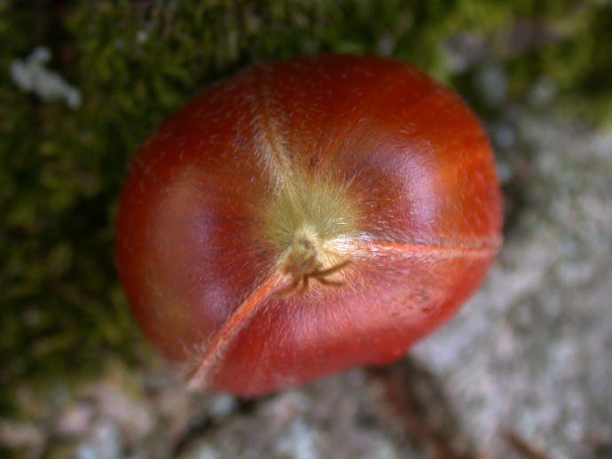 Fagaceae Castanea mollissima