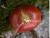 image of Castanea mollissima