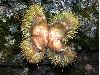 image of Castanea mollissima