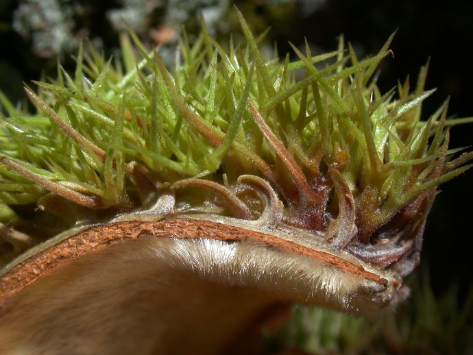 Fagaceae Castanea mollissima