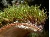 image of Castanea mollissima