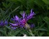 image of Centaurea montana