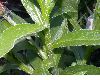 image of Centaurea montana