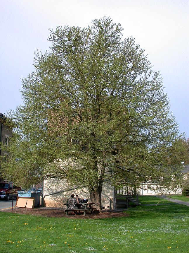 Cercidiphyllaceae Cercidiphyllum japonicum