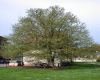 image of Cercidiphyllum japonicum