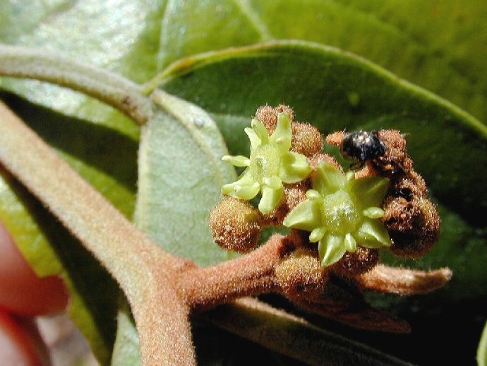 Rhamnaceae Colubrina 