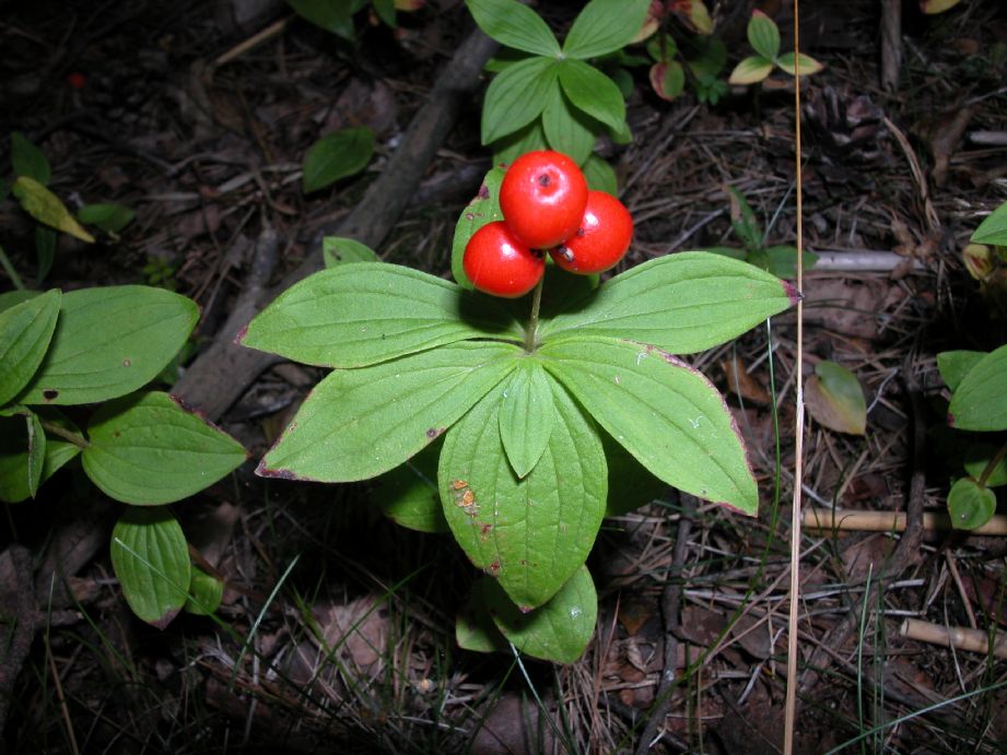 Cornaceae Cornus suecia
