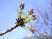 image of Fraxinus excelsior