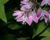 image of Deutzia 