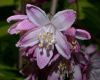 image of Deutzia 