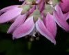 image of Deutzia 